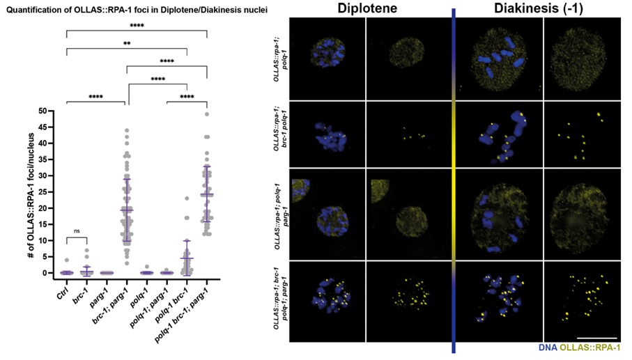 Image 3: Oocytes of the indicated genotype and stage stained for a marker of single-stranded DNA, highlighting presence of unrepaired damage in absence of BRC-1-PARG-1. From Trivedi et al.; Nucleic Acids Research, 2022.